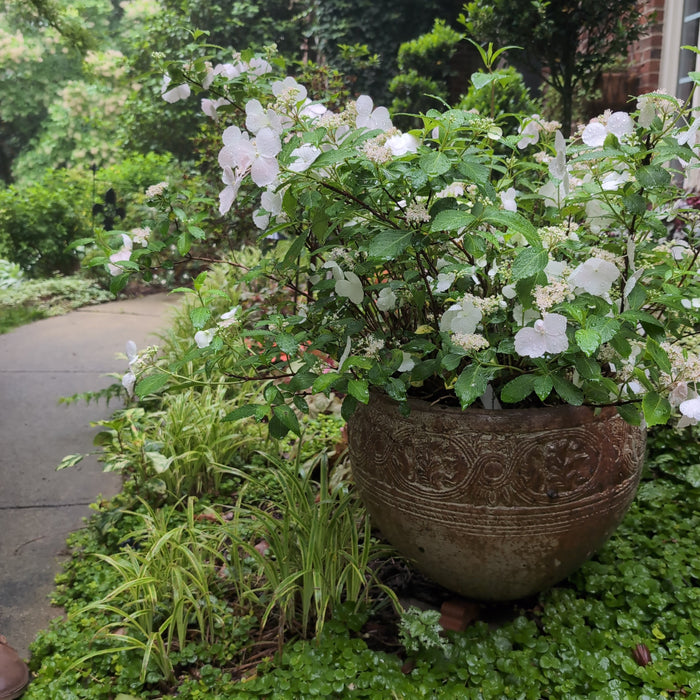 Hydrangea, Fairytrail Bride® Cascade Hydrangea