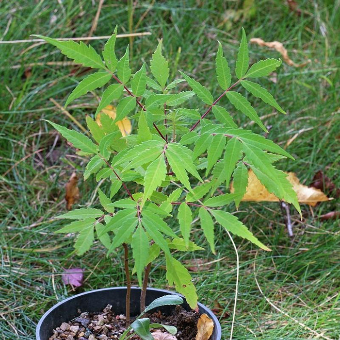 Sumac, Smooth Sumac