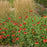Blanket Flower, Burgundy Blanket Flower