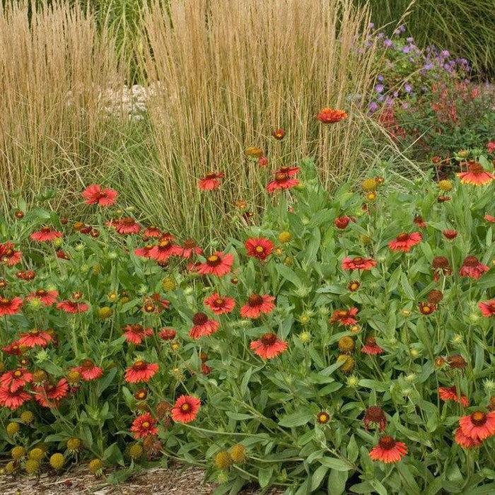 Blanket Flower, Burgundy Blanket Flower