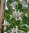 Snowbell, Starway To Heaven™ Snowbell