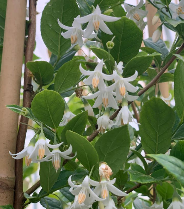 Snowbell, Starway To Heaven™ Snowbell