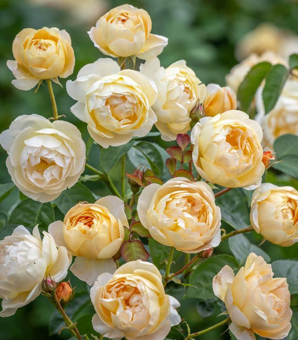Rose, Dannahue® English Rose
