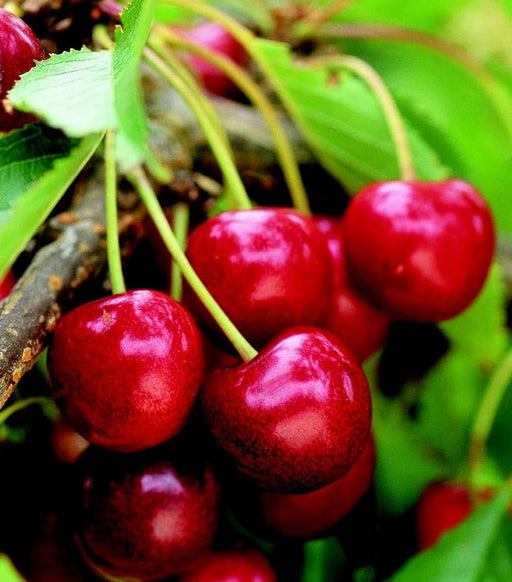 Cherry, Sweet Thing Tart Bush Cherry, 5 gal (24-30 in)