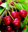 Cherry, Sweet Thing Tart Bush Cherry, 5 gal (24-30 in)