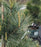 Pine, Eastern White Pine