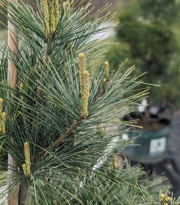Pine, Eastern White Pine