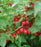 Cherry, Easy As Pie Tart Dwarf Cherry, 3 gal (42-48 in)
