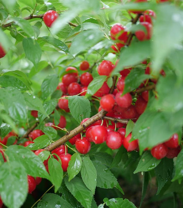 Cherry, Easy As Pie Tart Dwarf Cherry, 3 gal (42-48 in)