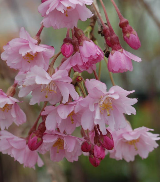 Flowering Cherry Tree, Weeping Cherry