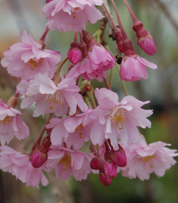 Flowering Cherry, Weeping Cherry Tree