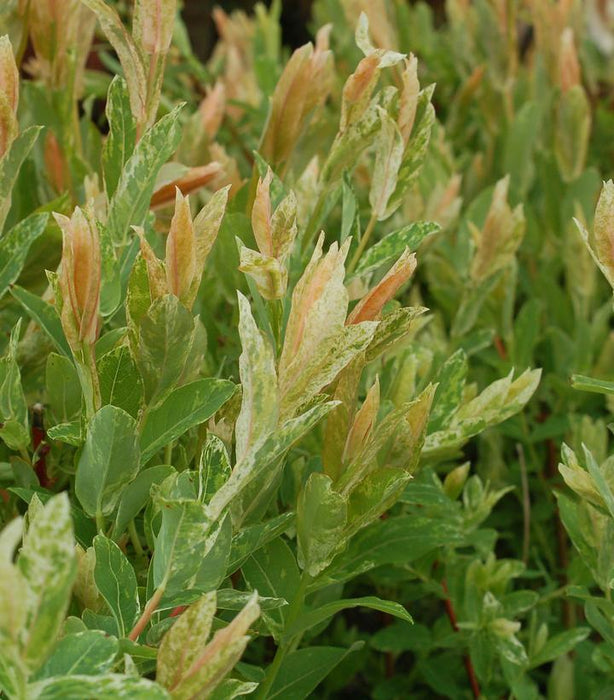 Willow, Hakuro Nishiki Dappled Willow
