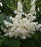 Syringa reticulata Ivory Silk - Tree Form