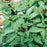 Basil, Sweet Thai Basil