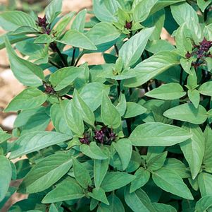 Basil, Sweet Thai Basil