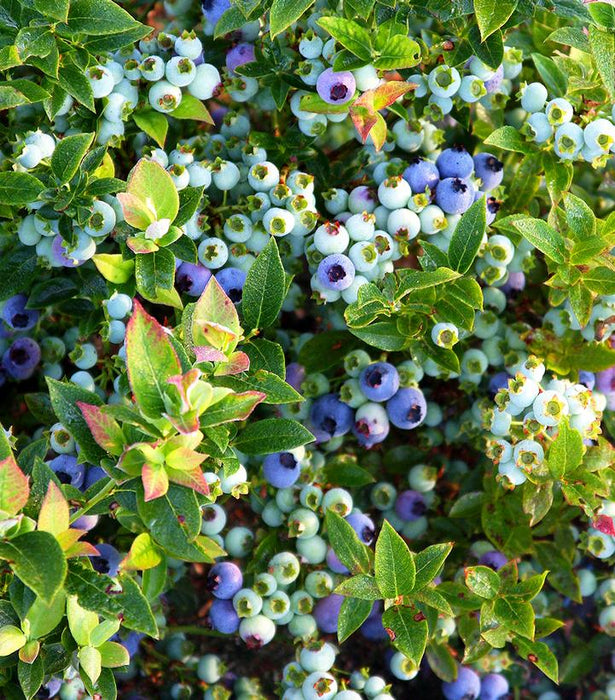 Blueberry, Jelly Bean® Blueberry
