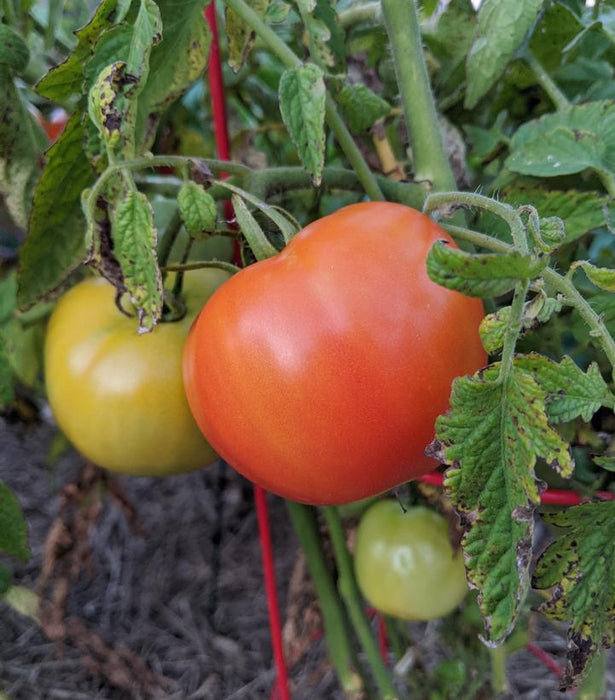 Tomato, Bush Early Girl Tomato