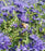 Bluebeard, Sapphire Surf™ Bluebeard