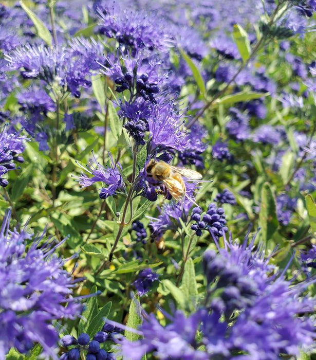 Bluebeard, Sapphire Surf™ Bluebeard