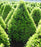 Boxwood, Cranberry Creek Boxwood