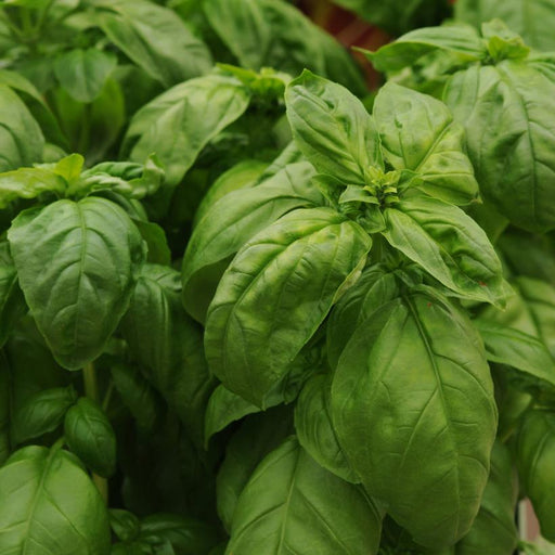 Basil, Sweet Italian Large Leaf Basil