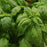 Basil, Sweet Italian Large Leaf Basil