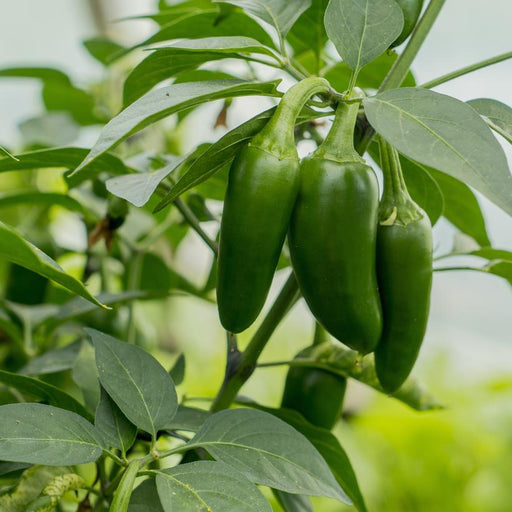 Pepper, Conchos Jalapeno Pepper