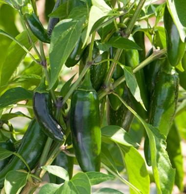 Pepper, Jalafuego Jalapeno Pepper