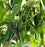 Pepper, Jalafuego Jalapeno Pepper