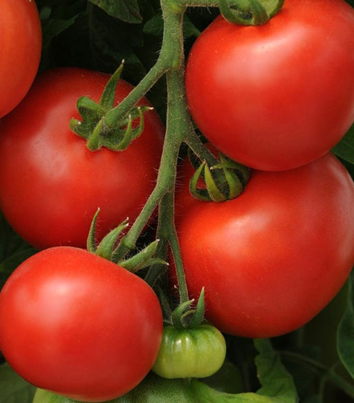 Tomato, Homeslice Slicer Tomato