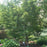 Maple, Sango Kaku Japanese Maple