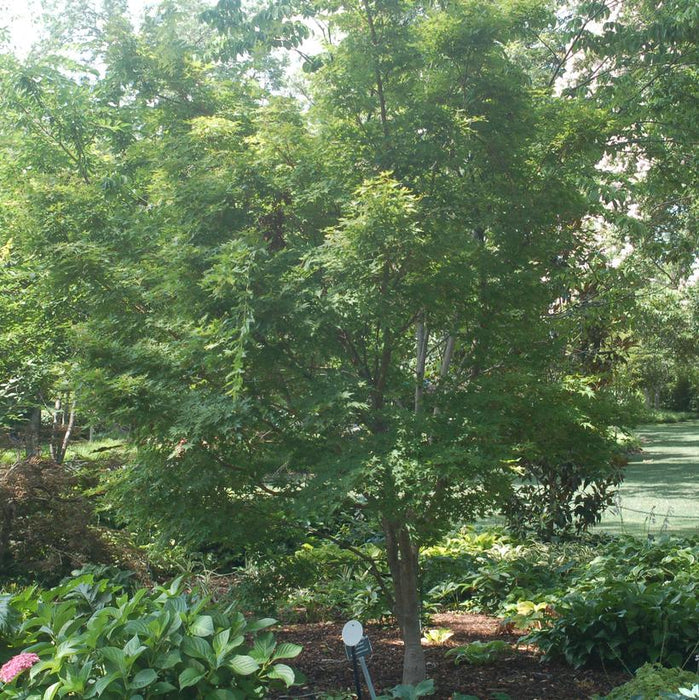 Maple, Sango Kaku Japanese Maple