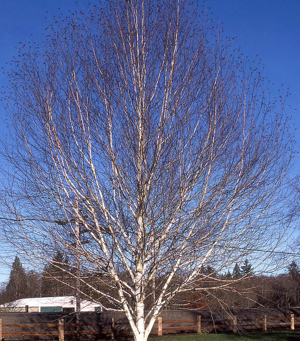 Birch, White-Barked Himalayan Birch