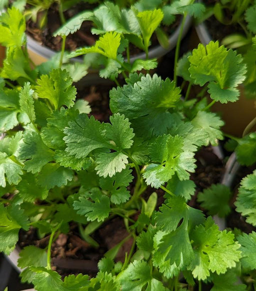 Cilantro (Coriander)