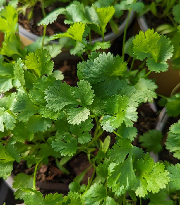 Cilantro (Coriander)