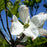 Dogwood, Cherokee Princess Flowering Dogwood
