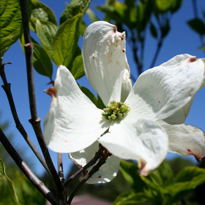 Dogwood, Cherokee Princess Flowering Dogwood