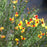 Scotch Broom, Sister Disco