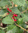 Holly, Satyr Hill American Holly