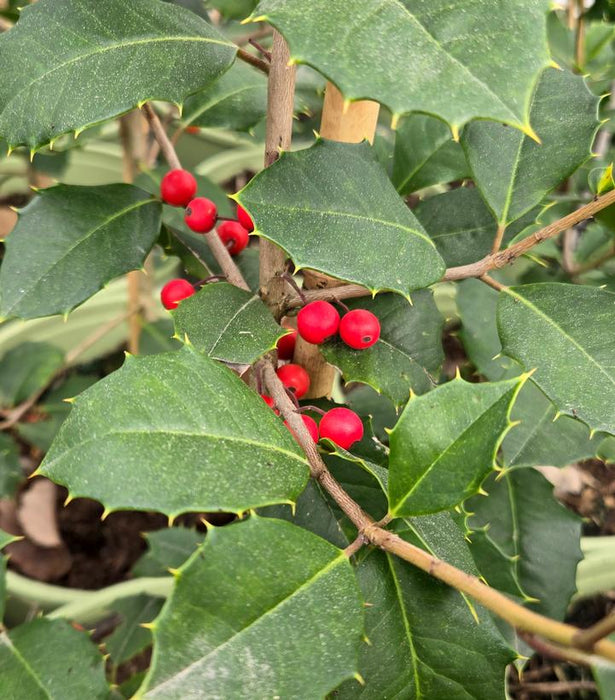 Holly, Satyr Hill American Holly