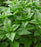 Basil, Rutgers Obsession DMR Sweet Basil