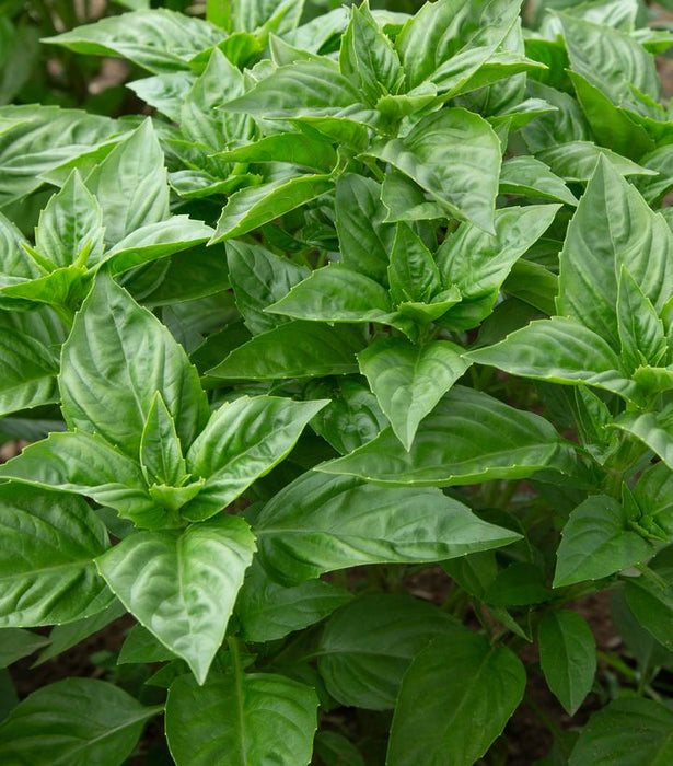 Basil, Rutgers Obsession DMR Sweet Basil