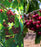 Cherry, 4-in-1 Cold Climate Grafted Cherry