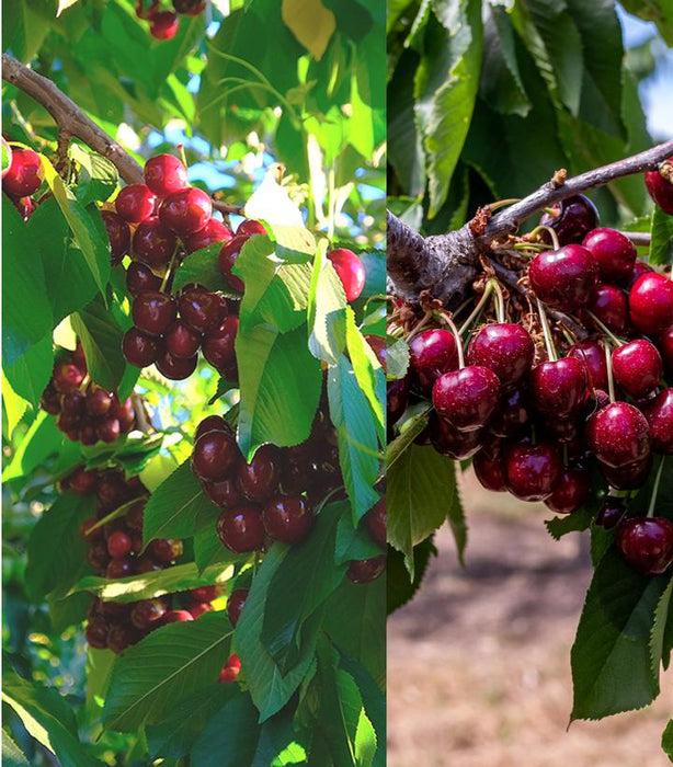 Cherry, 4-in-1 Cold Climate Grafted Cherry