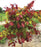 Redbud, Flame Thrower