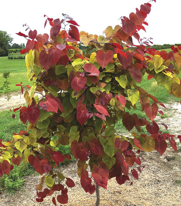 Redbud, Flame Thrower