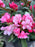 Rhododendron, Mardi Gras Rhododendron