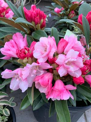 Rhododendron, Mardi Gras Rhododendron