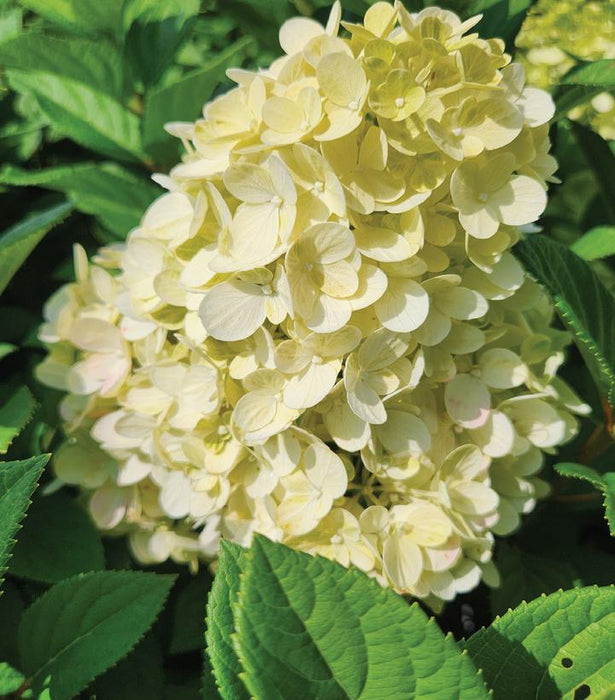 Hydrangea, Little Lime Jane Panicle Hydrangea