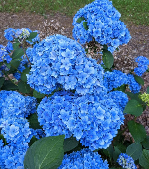 Hydrangea, Double Down Macrophylla Hydrangea, 2 gal
